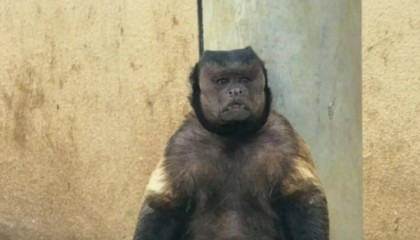 合肥一动物园“国字脸猴子”走红,工作人员:它的长相在黑帽悬猴中属于“美男子”