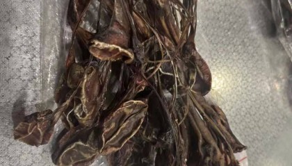 深圳海关查获15.5公斤风干狗鞭,已作退运处理