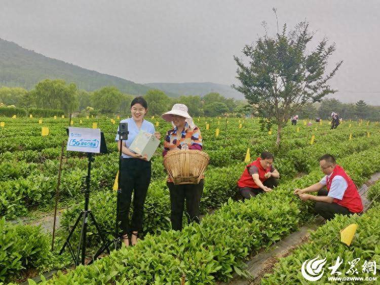 潍坊移动：5G+物联网赋能智慧茶园飘香