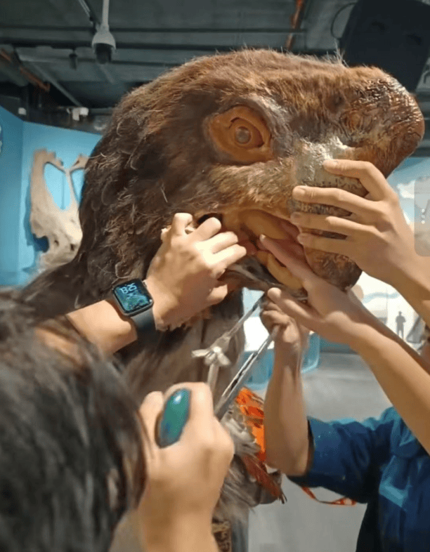 被卡住了！广州一游客把手伸进恐龙模型嘴中